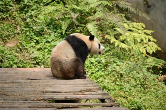 欧洲熊猫粉丝恋上碧峰峡 不想离去(图9)